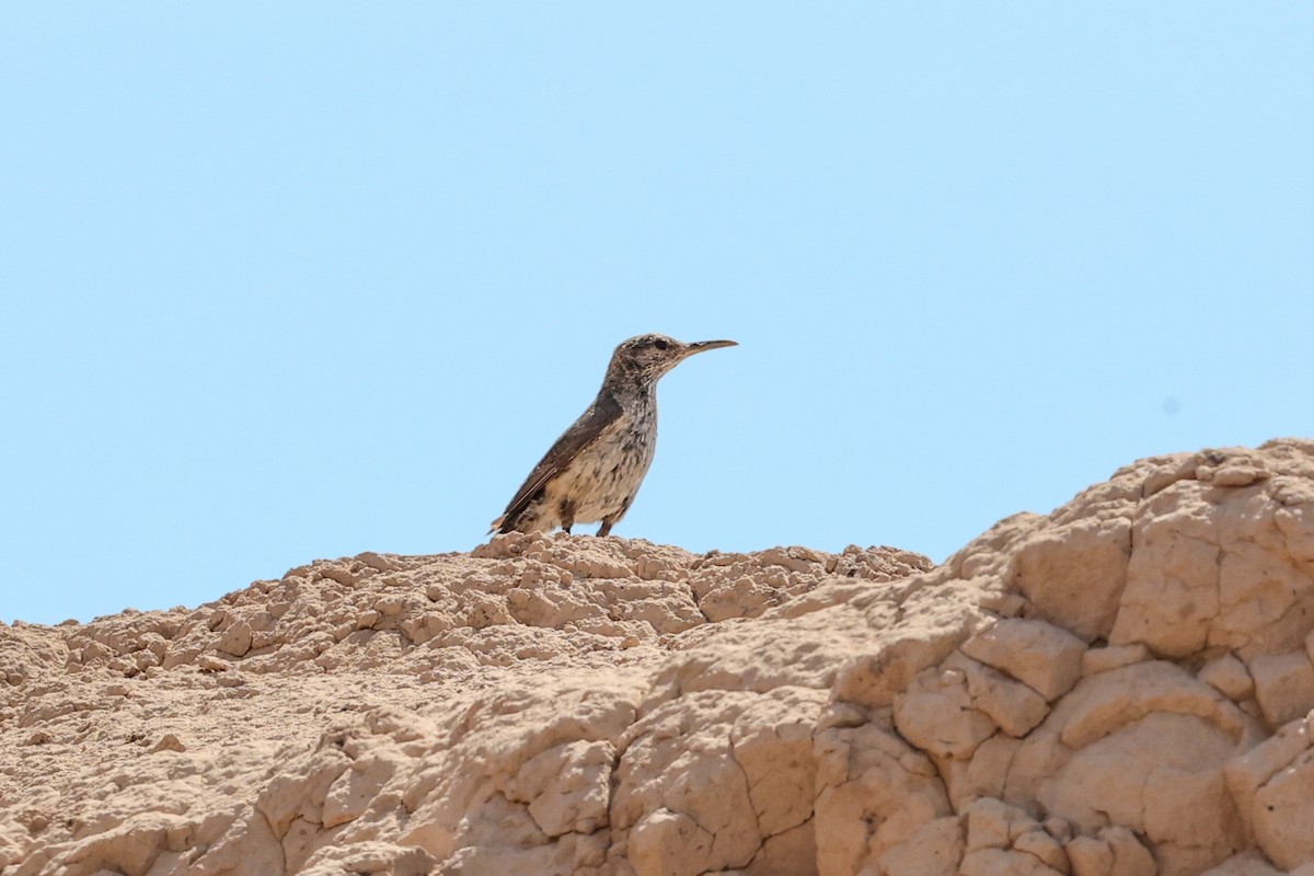 Rock Wren - ML621993884