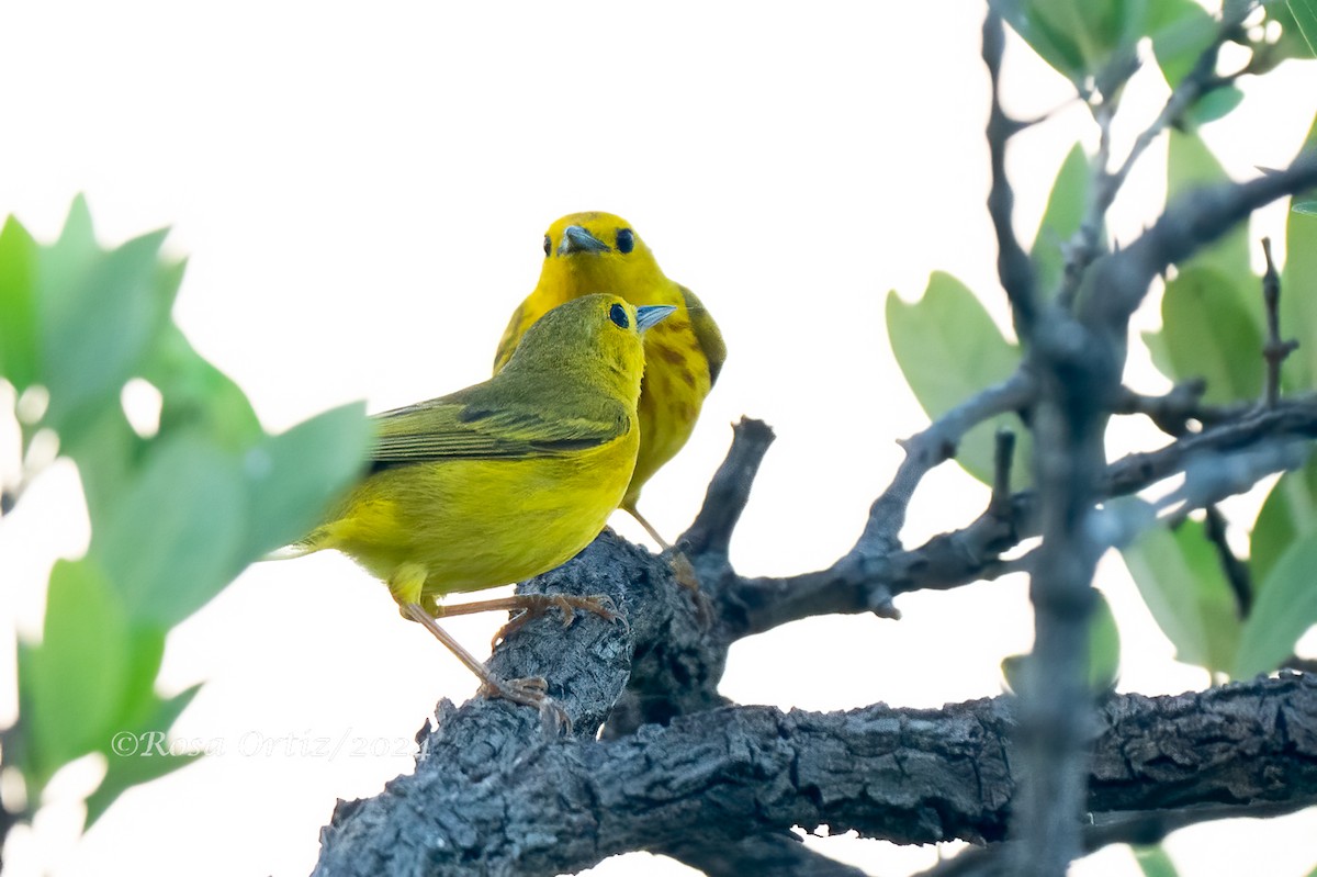 Yellow Warbler - Rosa Ortiz