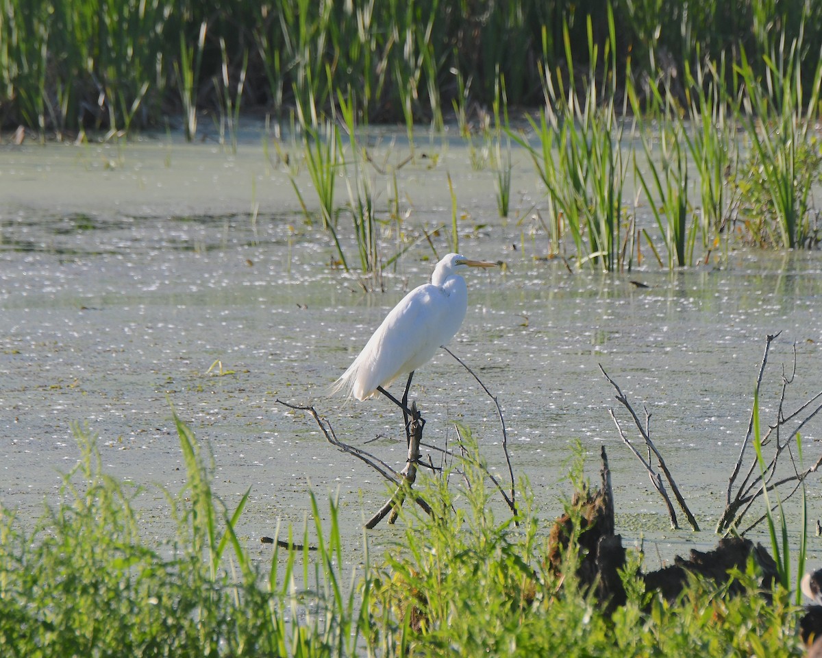 Great Egret - ML621993954