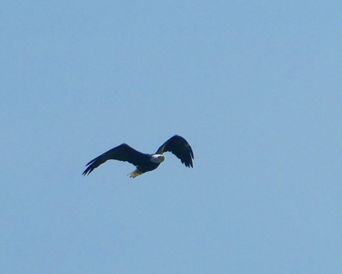 Bald Eagle - ML621993973