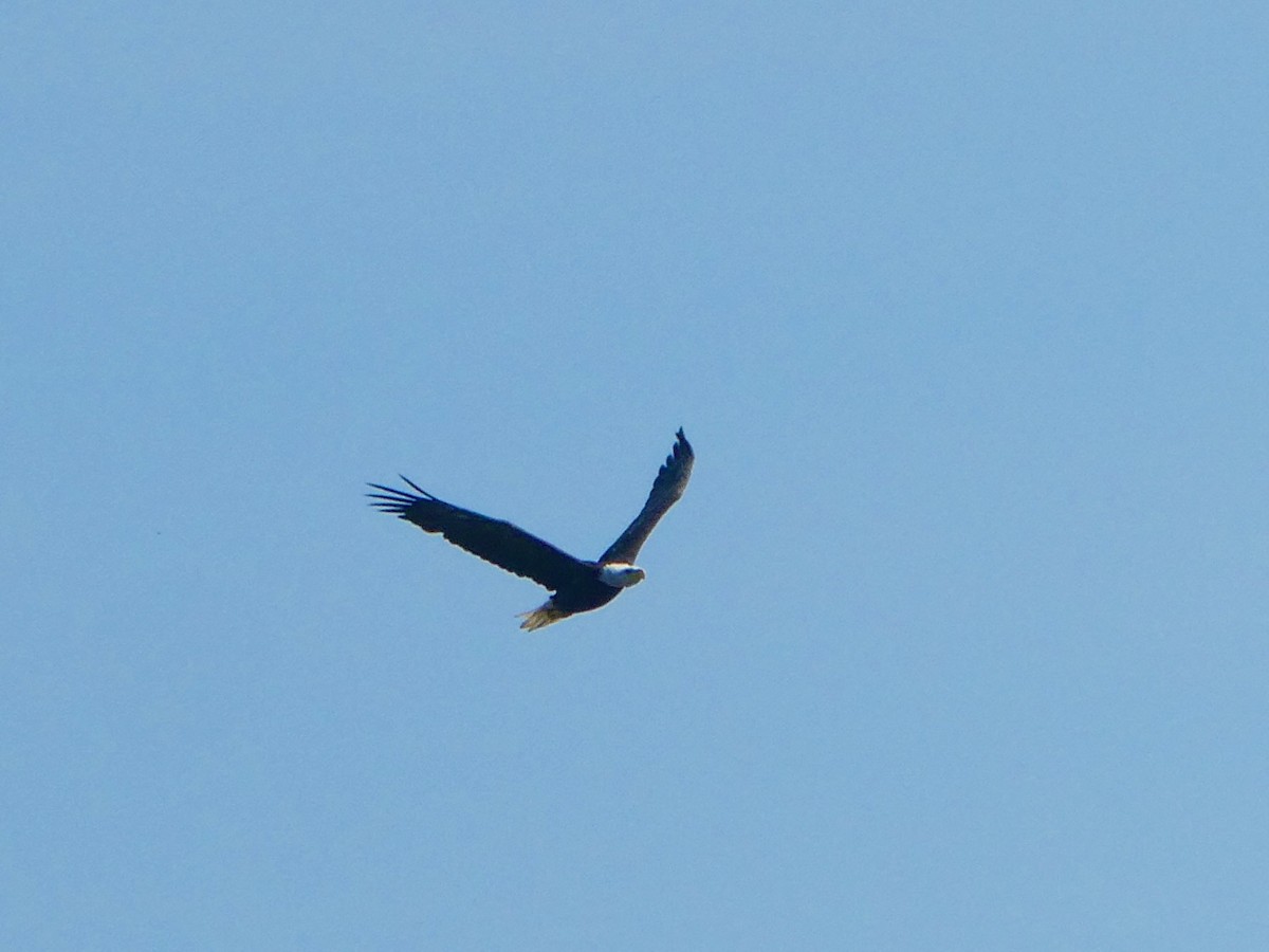 Bald Eagle - ML621993974