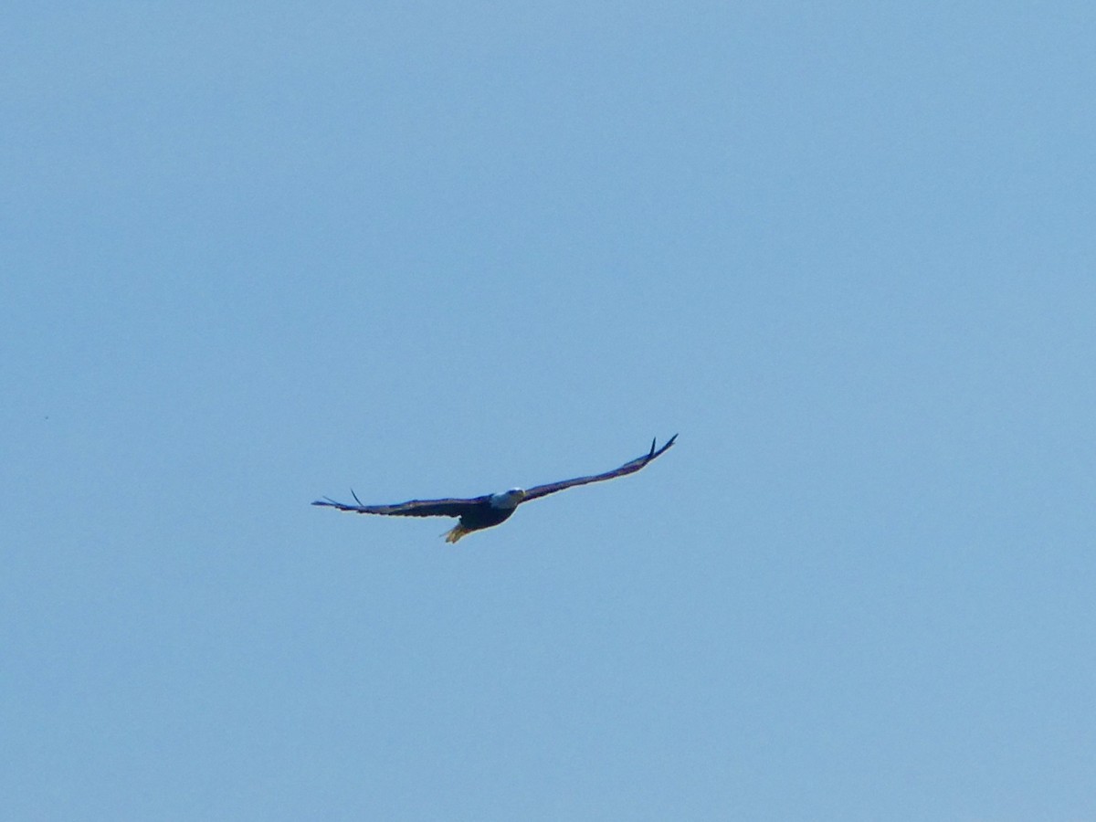 Bald Eagle - ML621993975