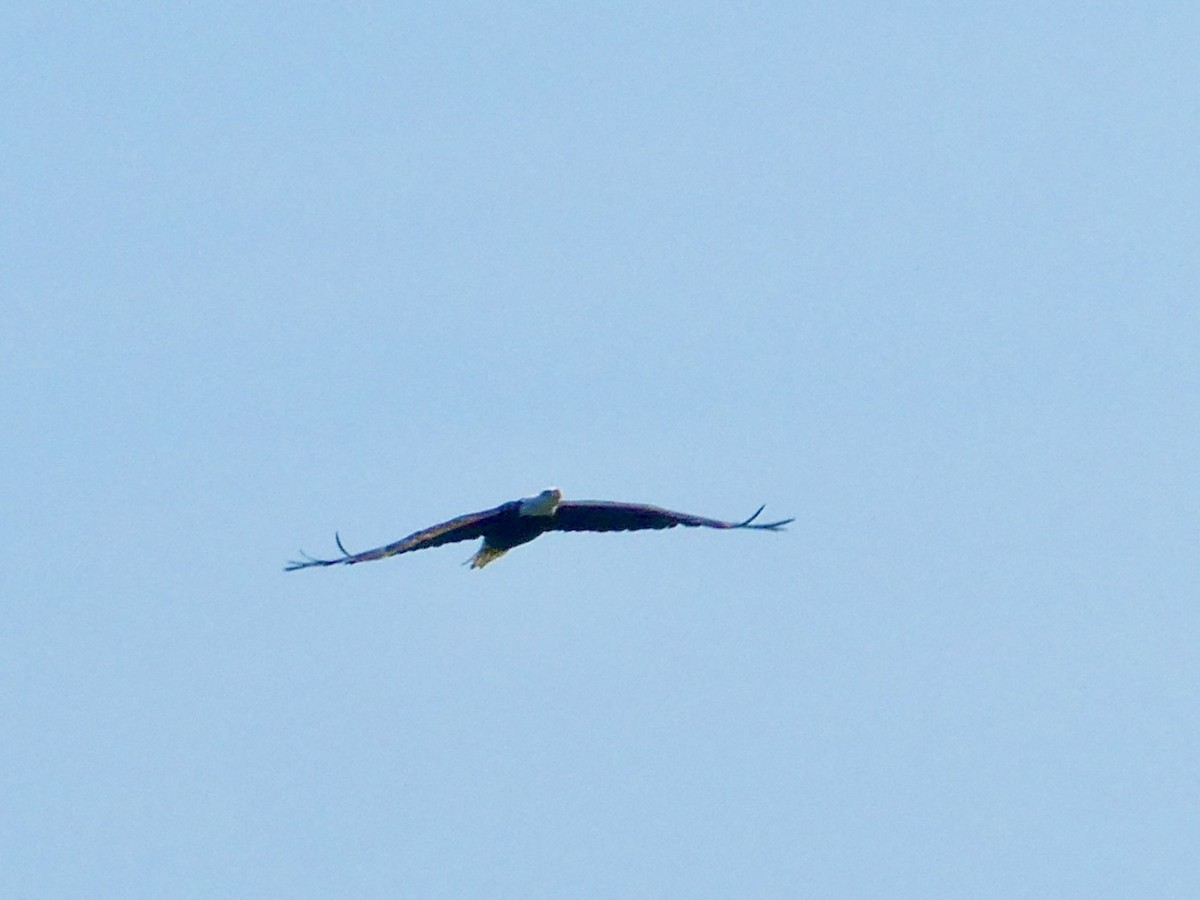 Bald Eagle - ML621993976