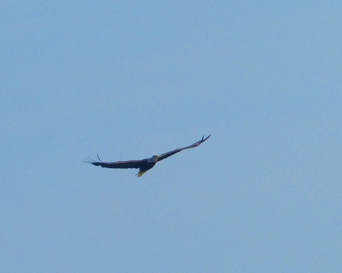Bald Eagle - ML621993977