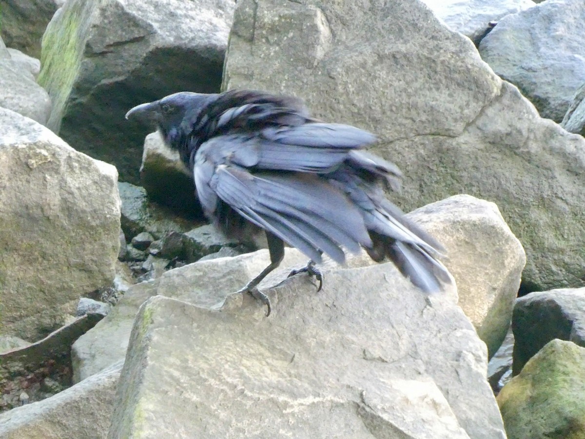 Fish Crow - ML621994002