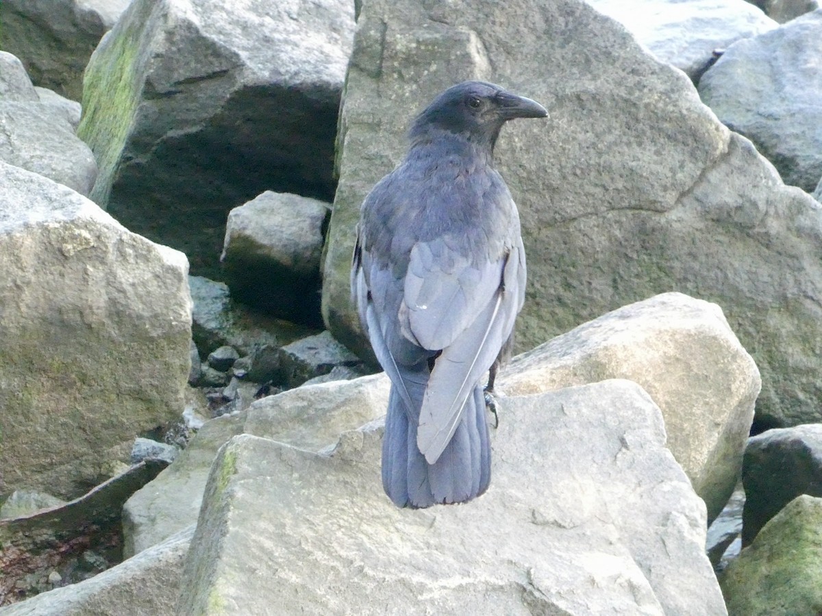 Fish Crow - ML621994003
