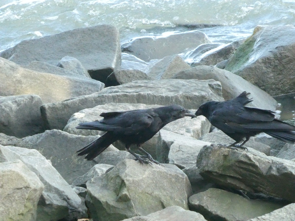 Fish Crow - ML621994006