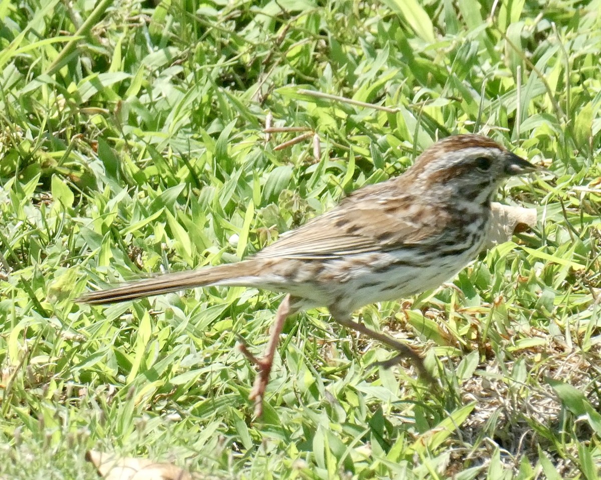 Song Sparrow - ML621994014