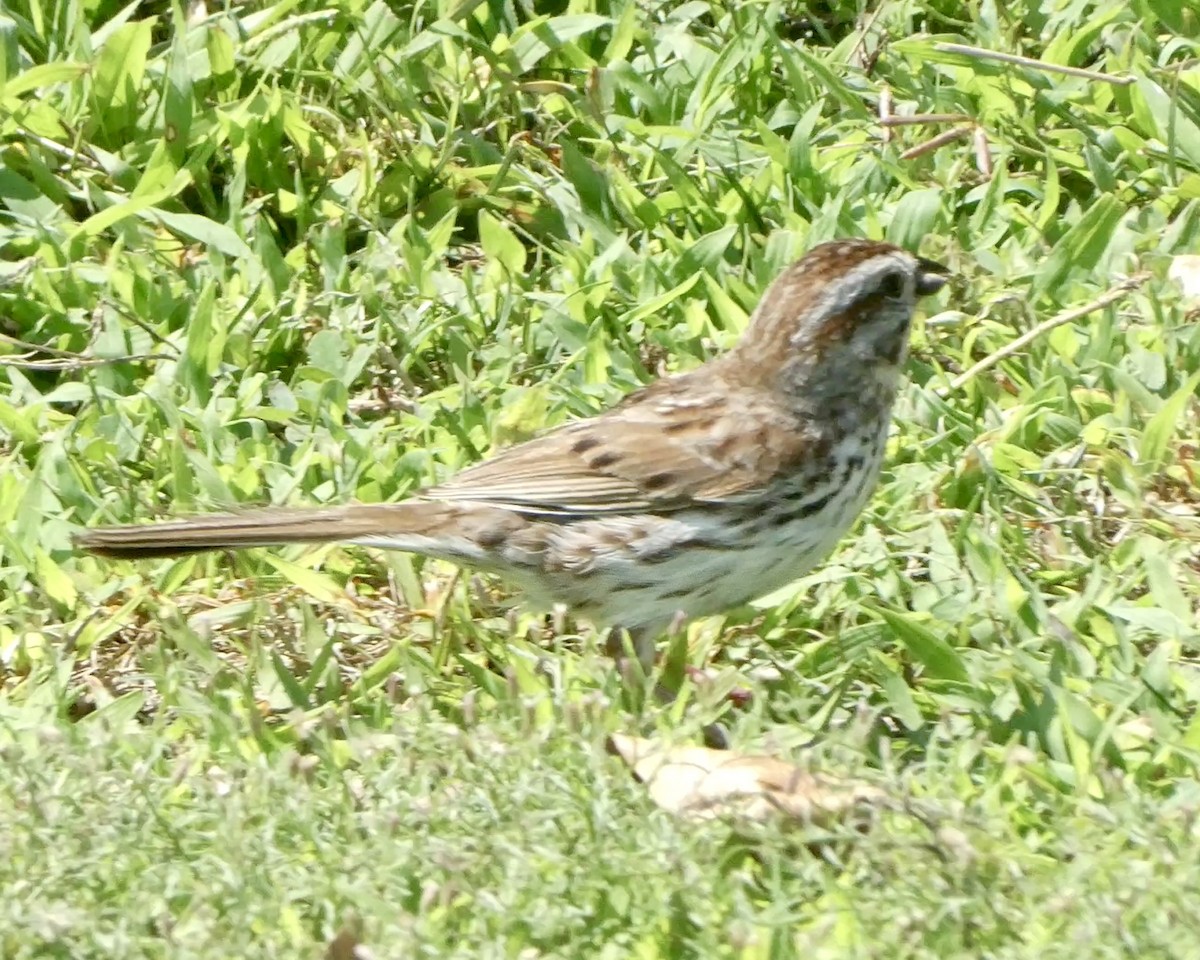 Song Sparrow - ML621994015