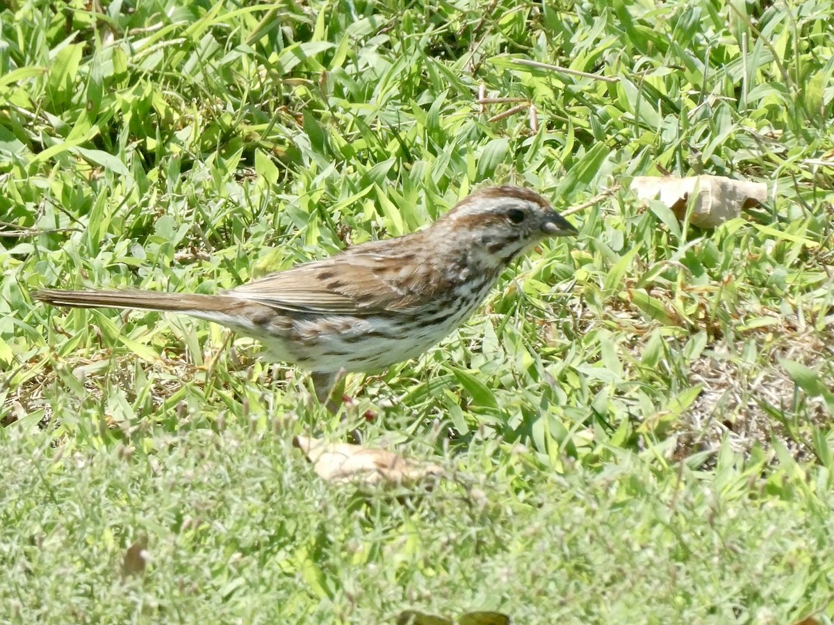 Song Sparrow - ML621994016