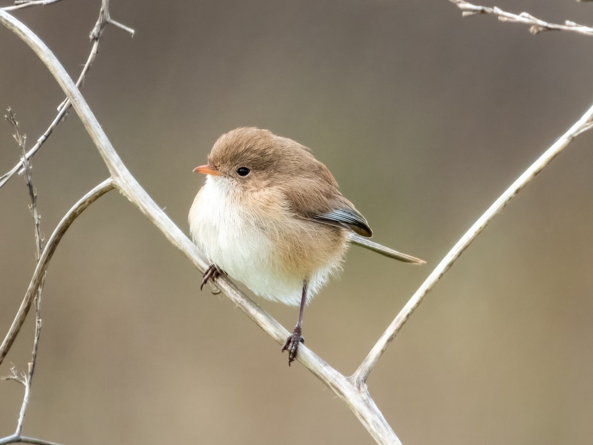 White-winged Fairywren - ML621994024