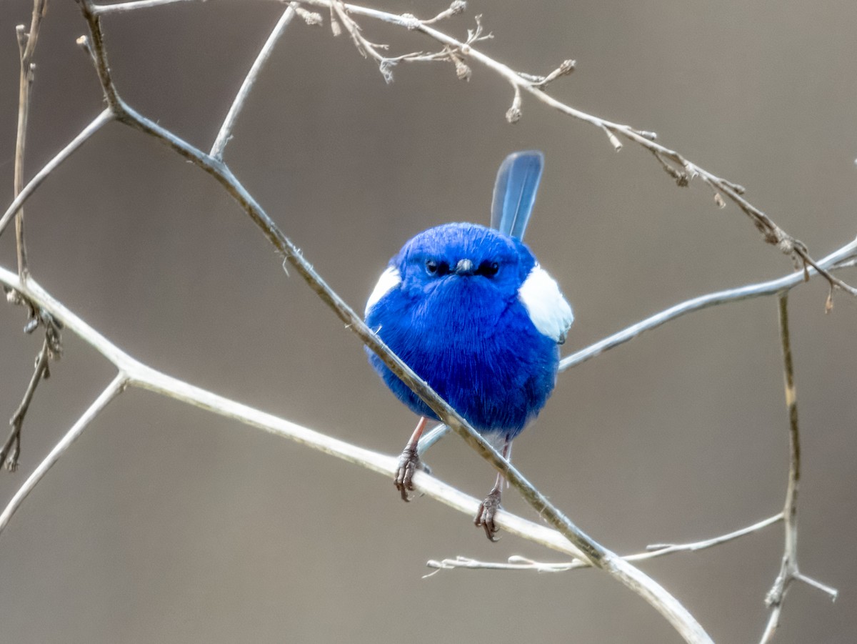 White-winged Fairywren - ML621994025