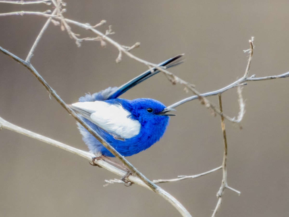 White-winged Fairywren - ML621994026