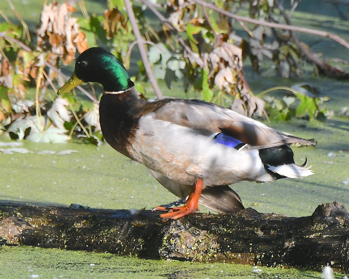 Mallard - ML621994028