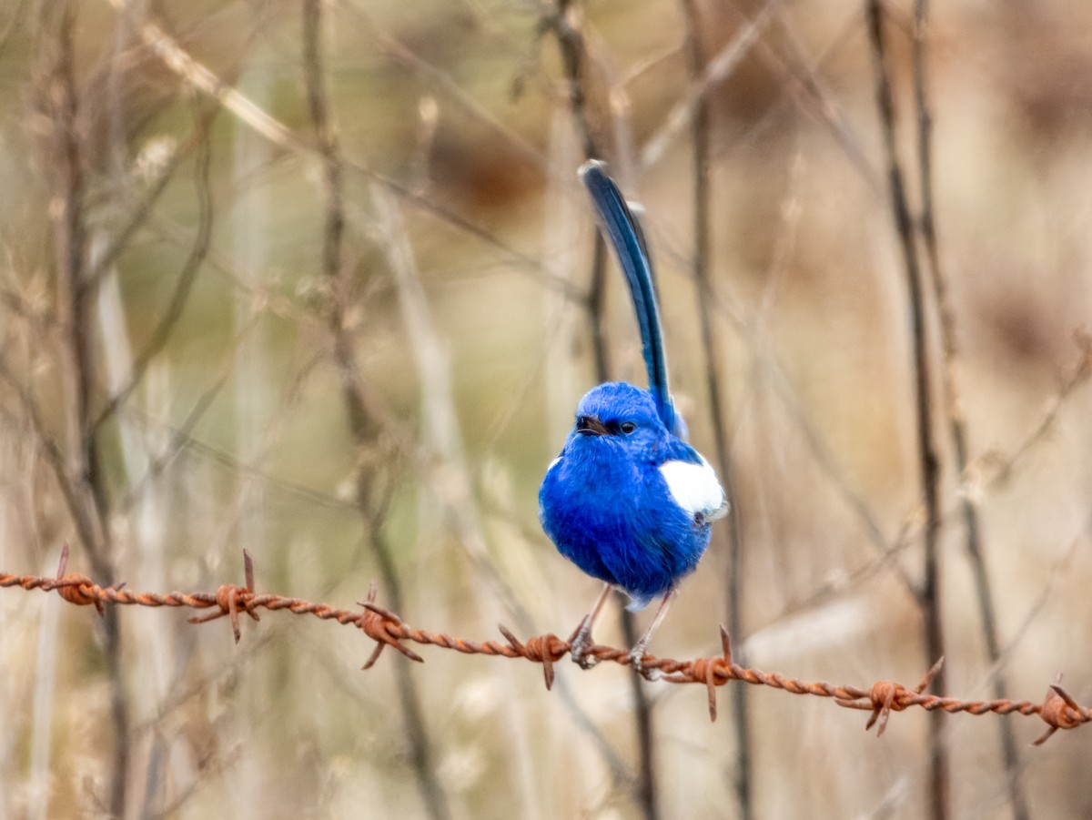 White-winged Fairywren - ML621994031