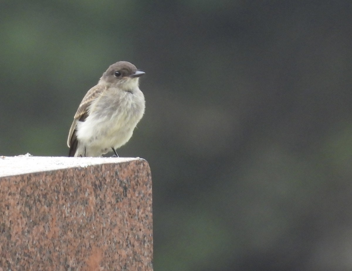 Eastern Phoebe - Stella Miller