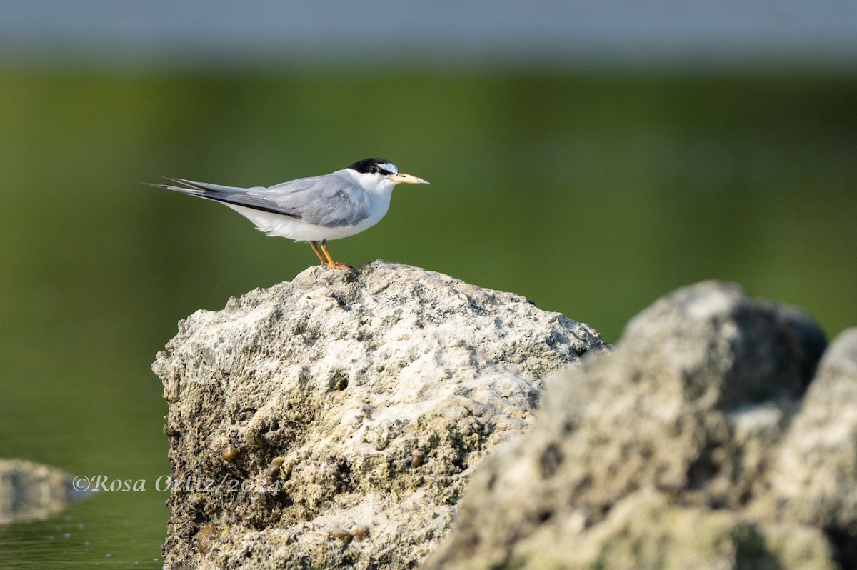 Least Tern - ML621994081