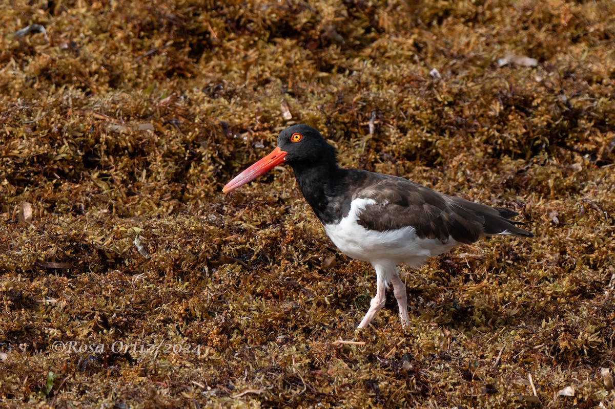 American Oystercatcher - ML621994192