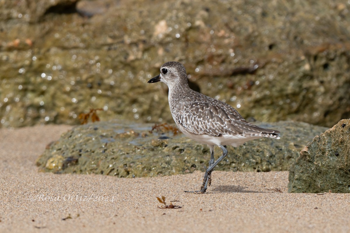 Black-bellied Plover - ML621994203