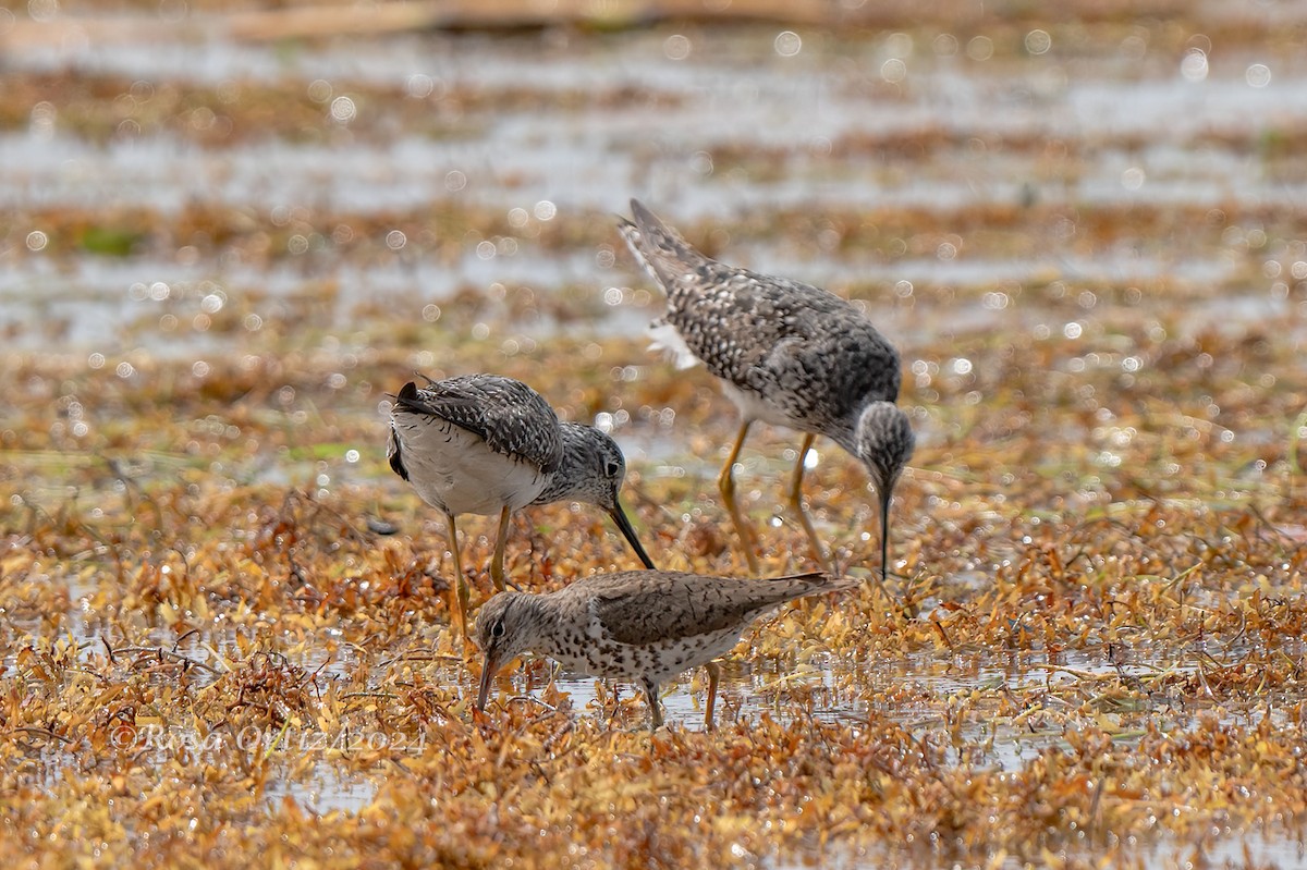 Spotted Sandpiper - ML621994205