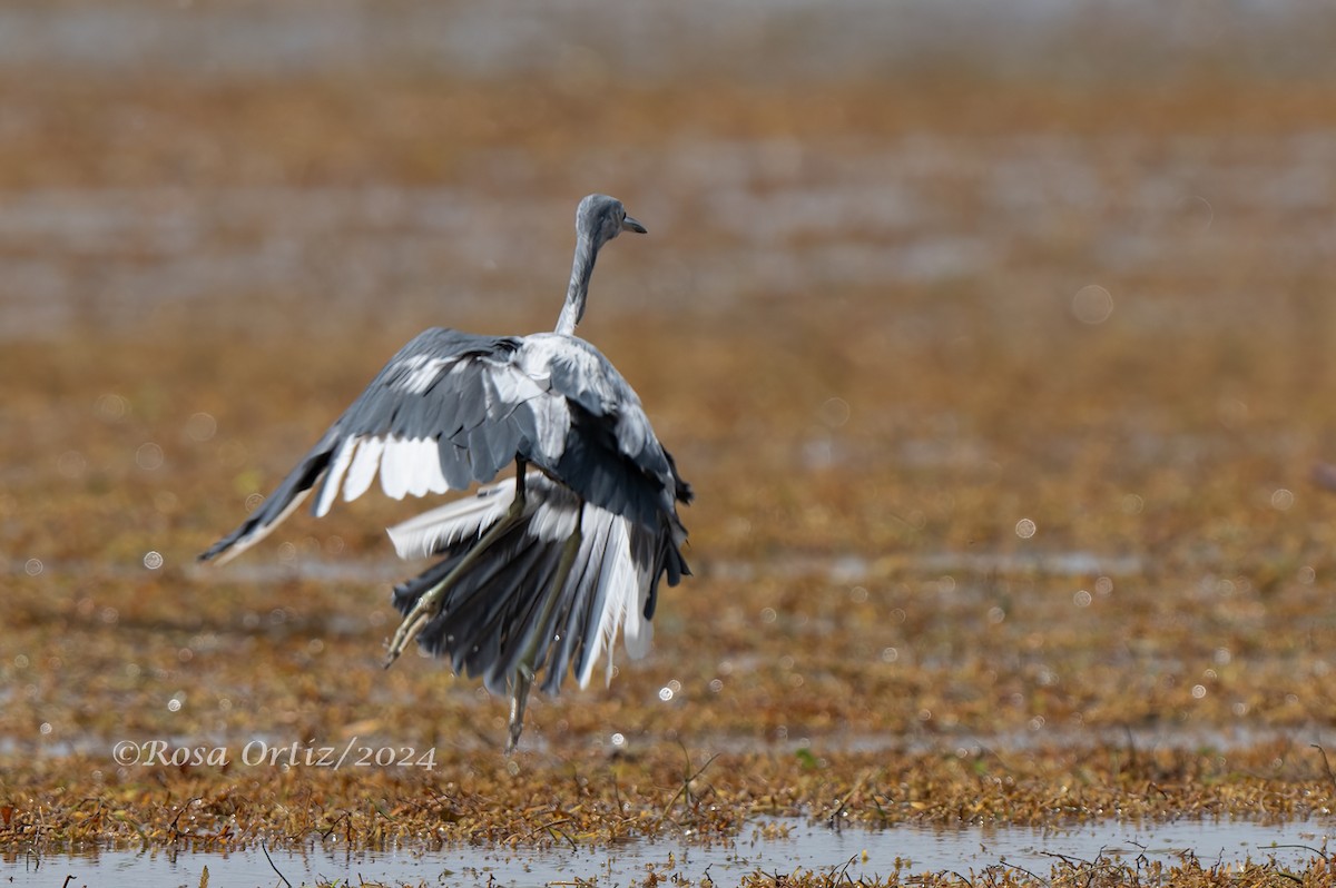 Little Blue Heron - Rosa Ortiz