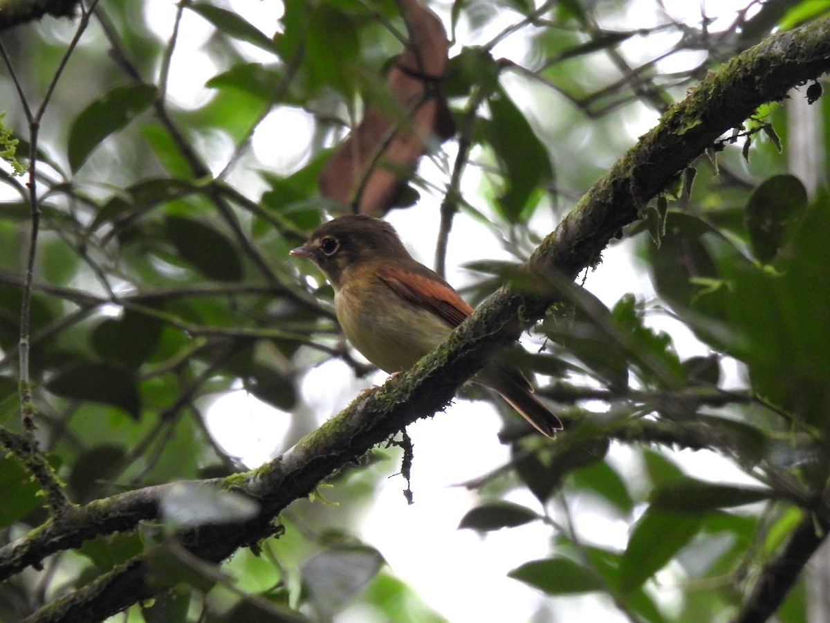 Russet-winged Spadebill - ML621994224