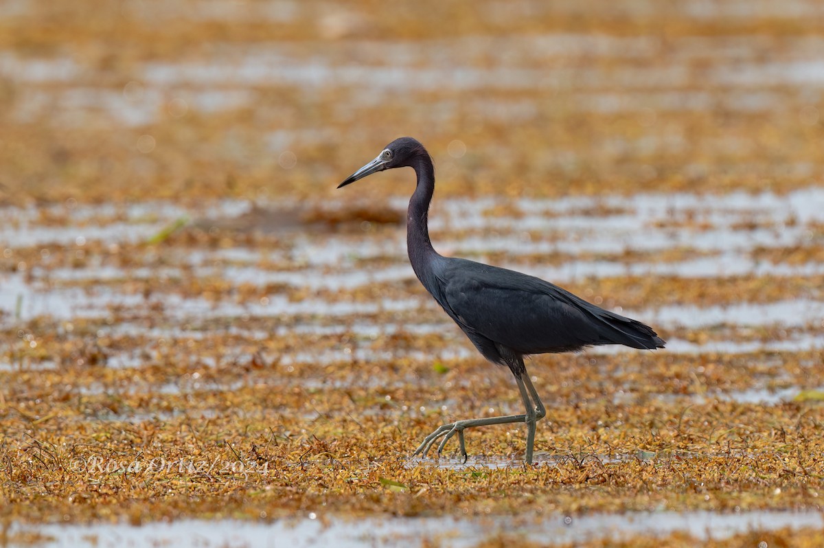 Little Blue Heron - ML621994226