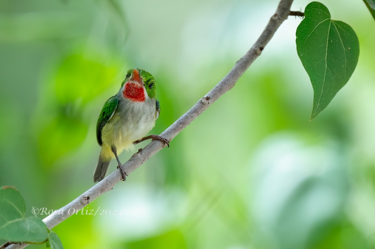 Puerto Rican Tody - Rosa Ortiz