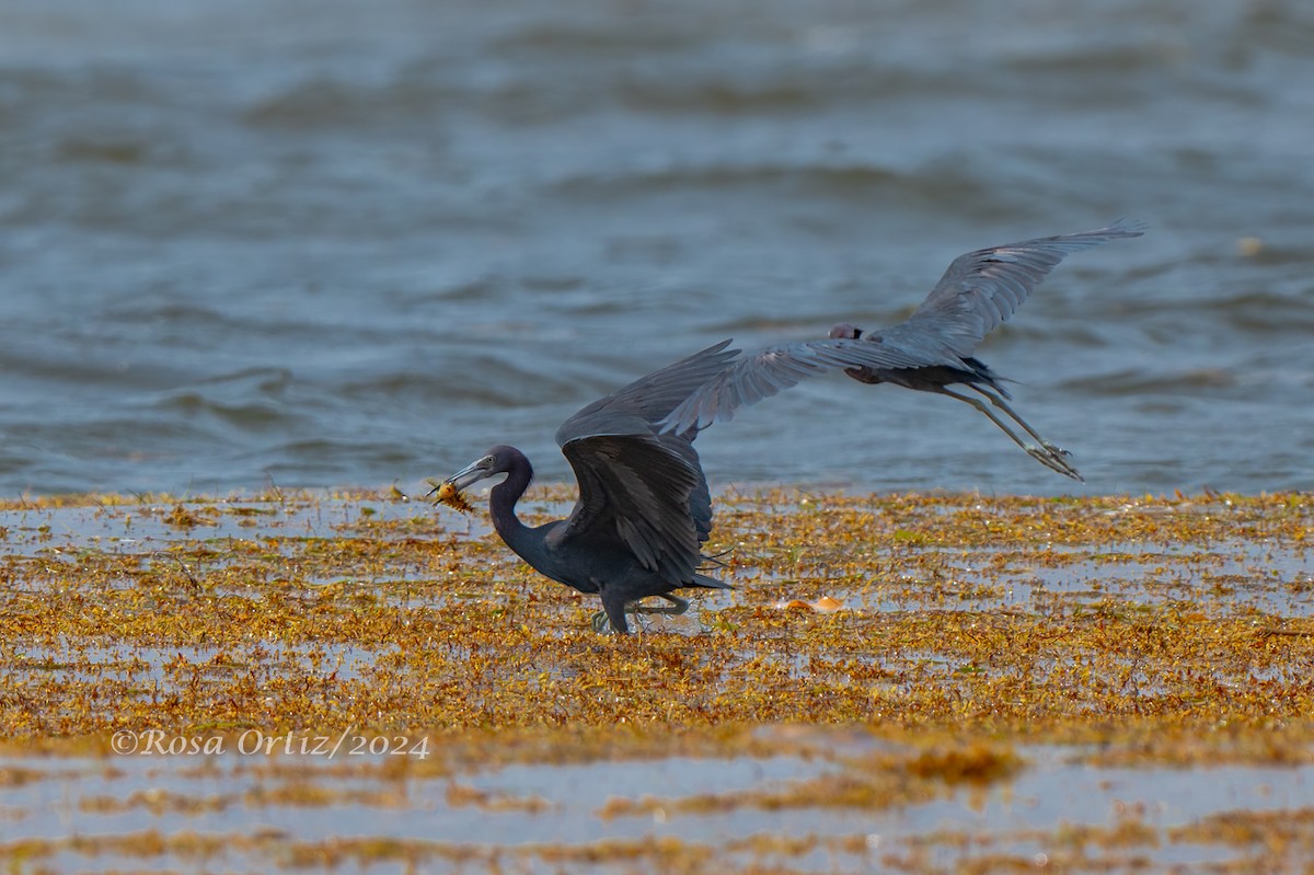 Little Blue Heron - ML621994267