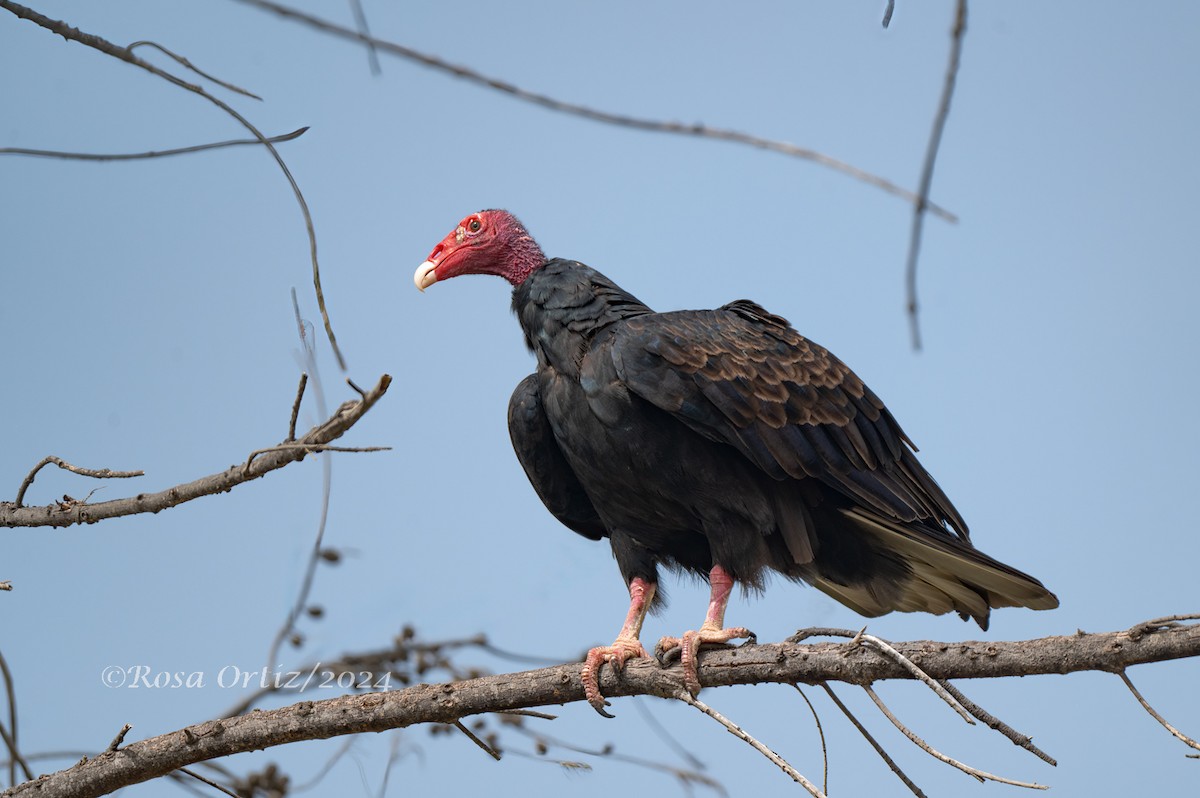 Turkey Vulture - ML621994277