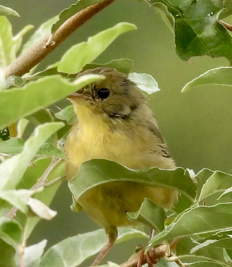 Common Yellowthroat - ML621994287