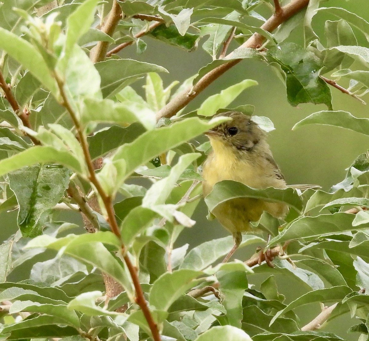 Common Yellowthroat - ML621994288