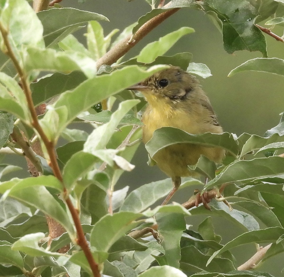 Common Yellowthroat - ML621994289