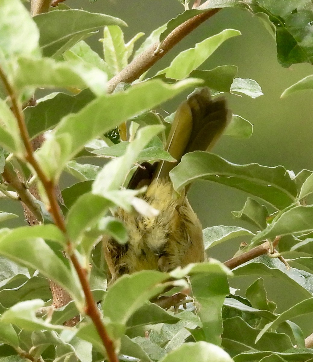 Common Yellowthroat - Stella Miller