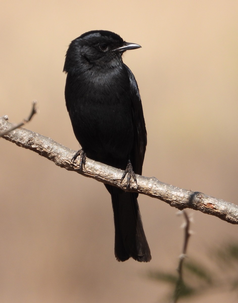 Southern Black-Flycatcher - ML621994397