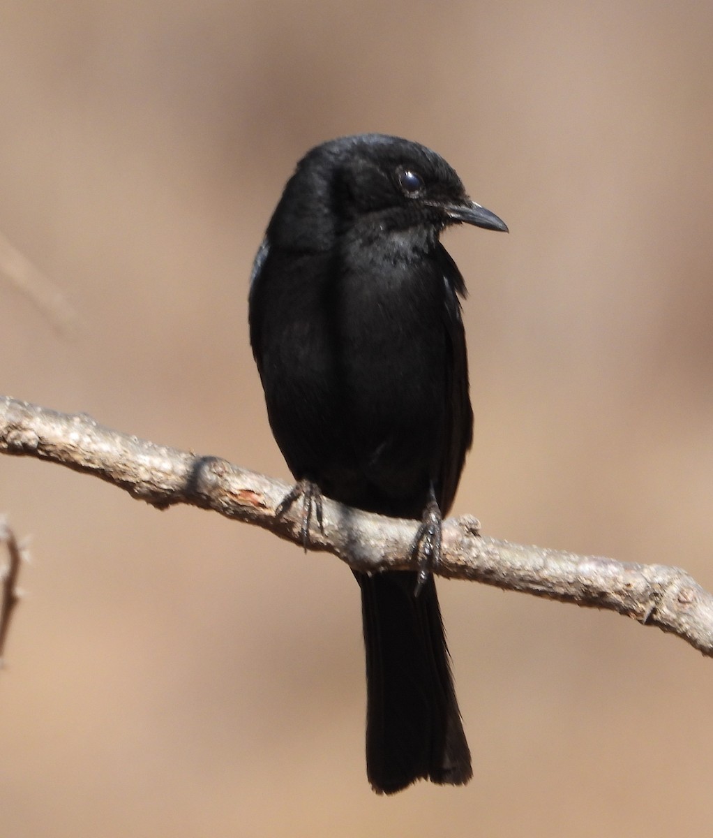 Southern Black-Flycatcher - ML621994398