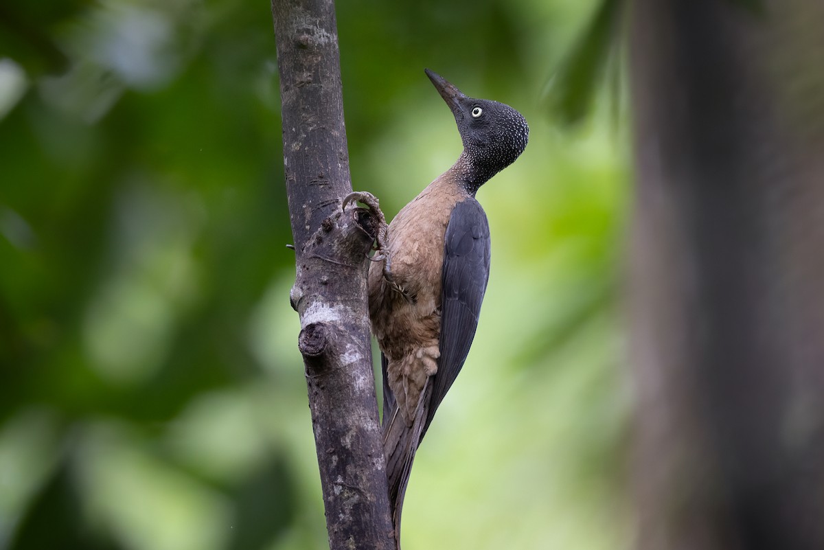 Ashy Woodpecker - ML621994406