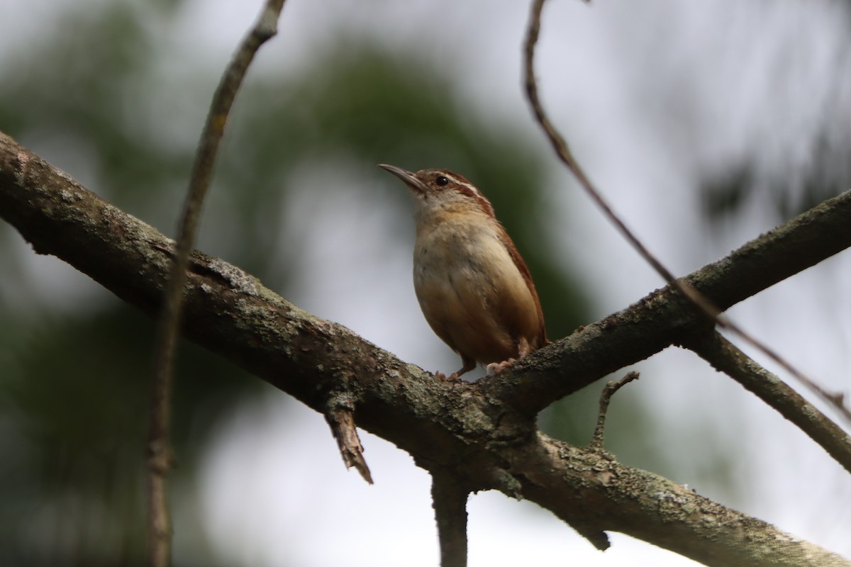 Carolina Wren - Sandy C