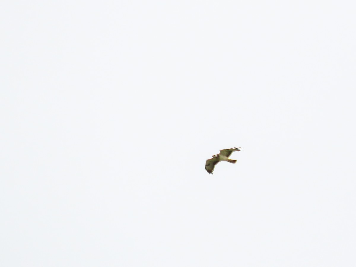 Common Buzzard - Maria del Castillo