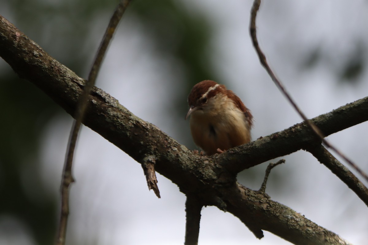 Carolina Wren - ML621994442