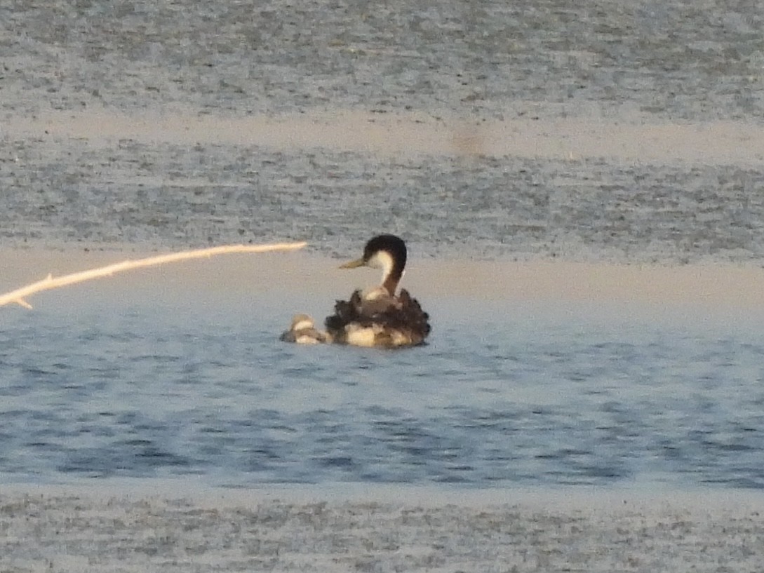 Western Grebe - ML621994449