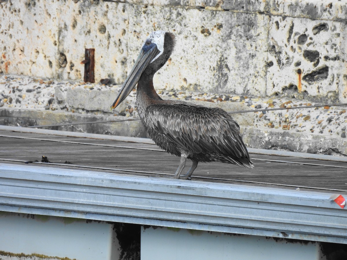 Brown Pelican - ML621994513