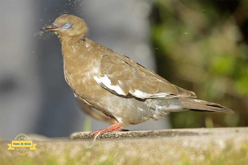 West Peruvian Dove - ML621994529