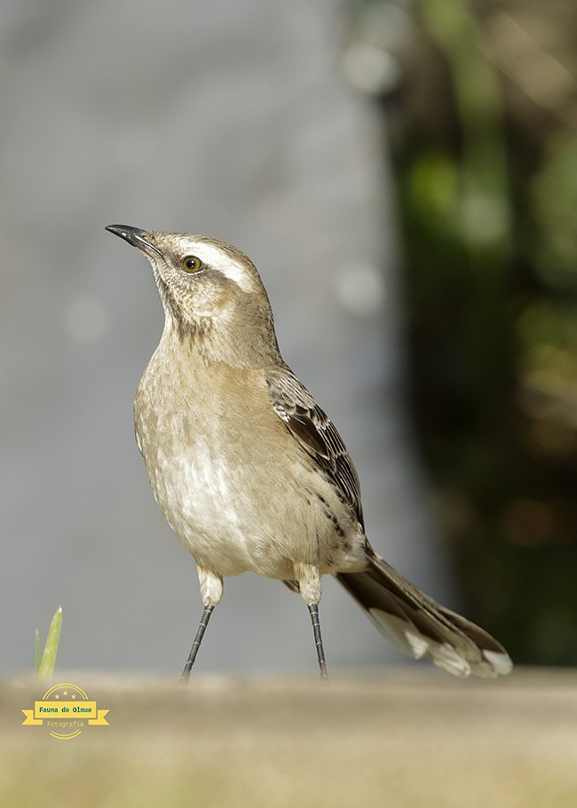 Chilean Mockingbird - ML621994563