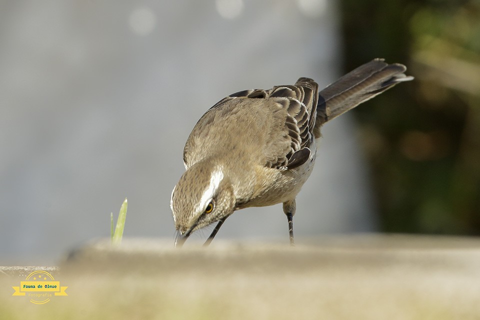 Chilean Mockingbird - ML621994564