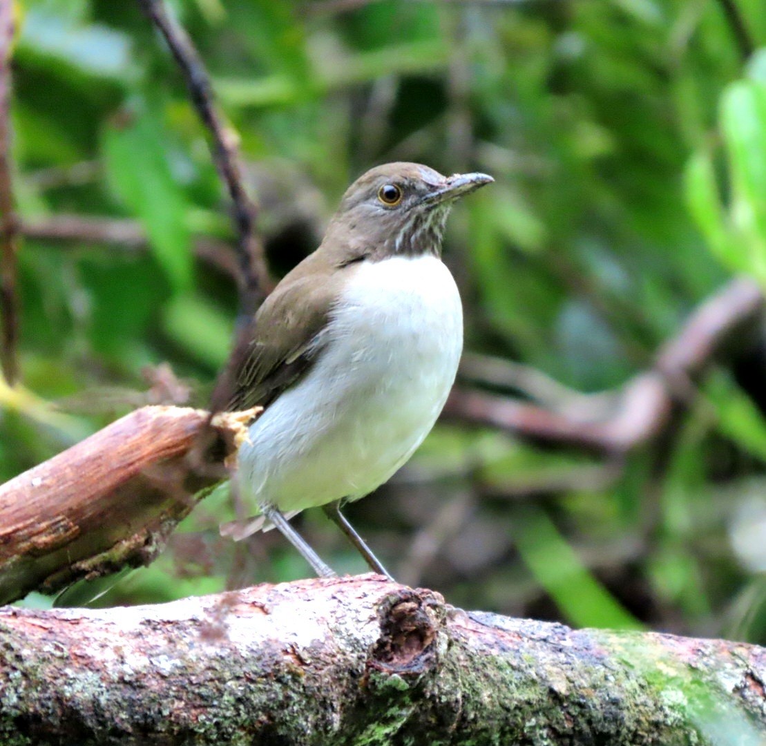 White-necked Thrush - ML621994630