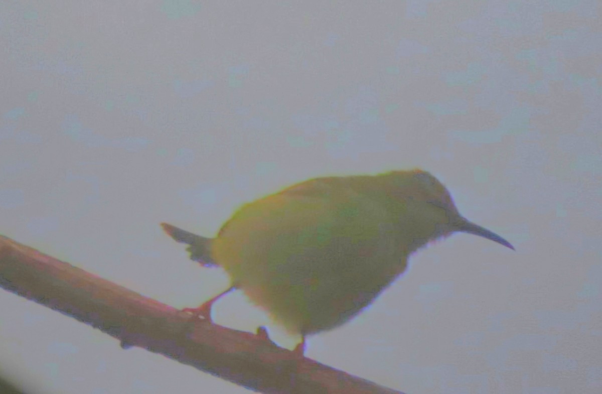 Red-legged Honeycreeper - ML621994637