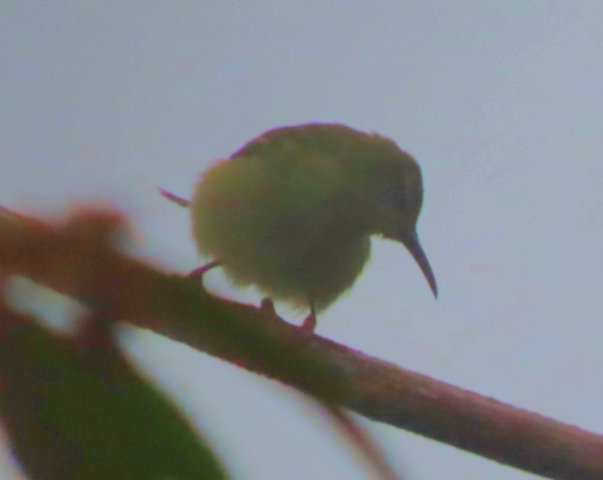 Red-legged Honeycreeper - ML621994643