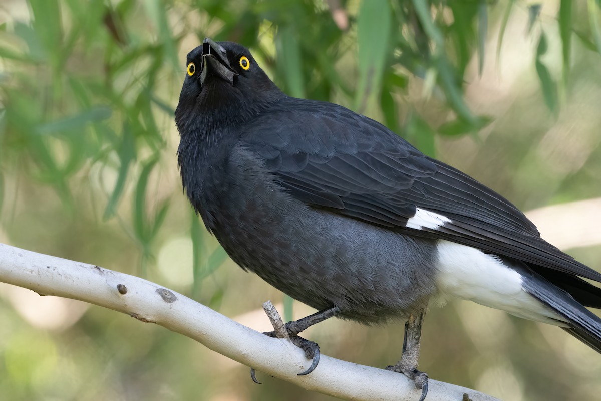 Pied Currawong - Anthony Sokol