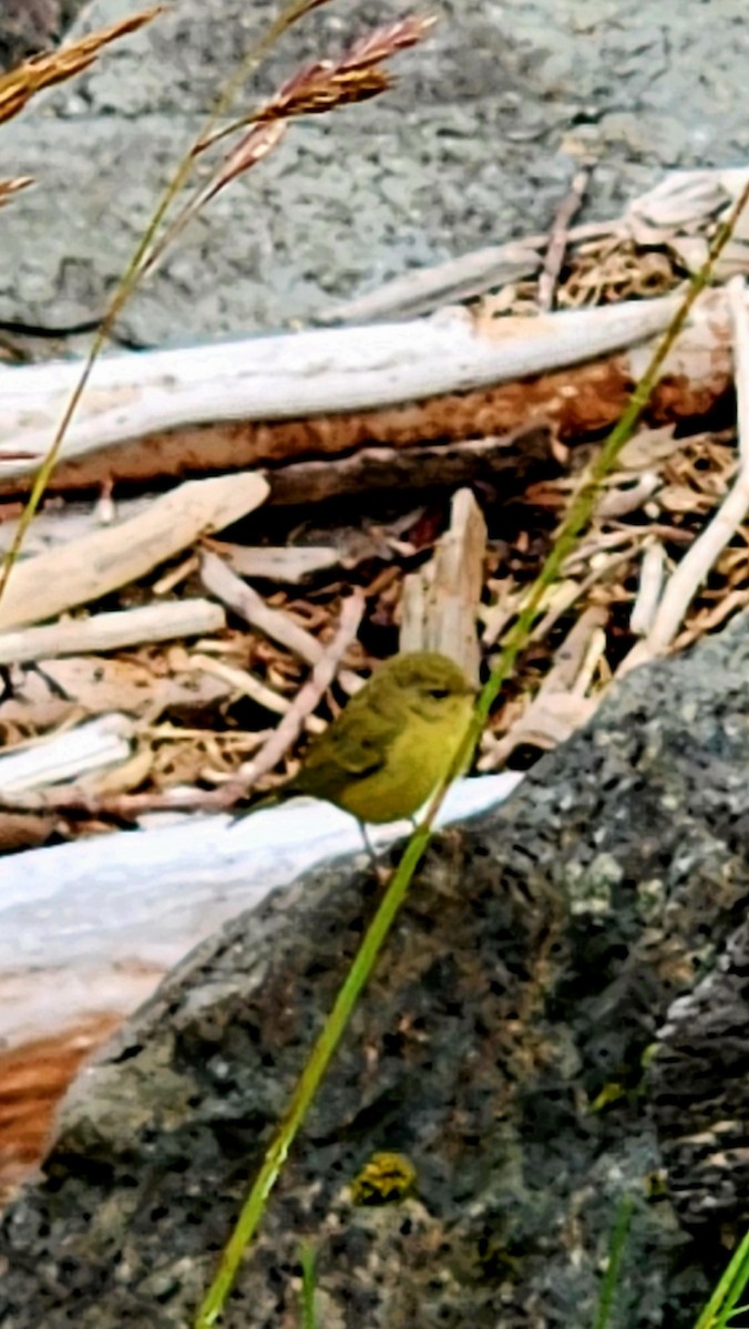 Orange-crowned Warbler - ML621994948